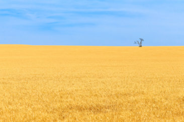 field under cloudy sky at daytime