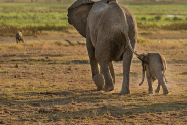 two gray elephants walking on open field