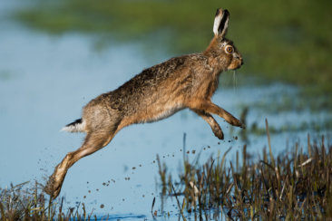 brown rabbit hopping above body of water