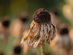 macro photography of brown sunflower