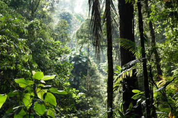 green banana trees during daytime