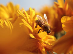 bee on flowers