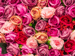 pink and yellow roses in close up photography