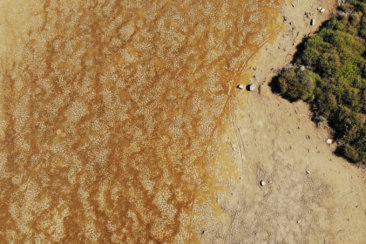 a dog walking on a beach