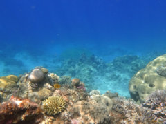 gray and white sea turtle under water