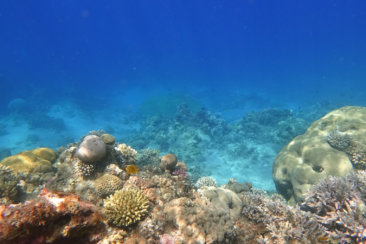 gray and white sea turtle under water