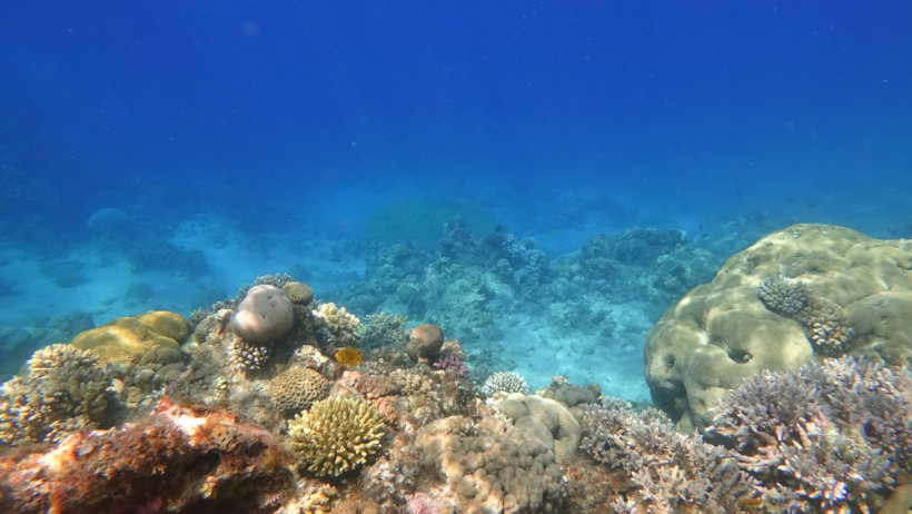 gray and white sea turtle under water