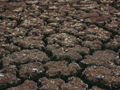 black stones on brown soil