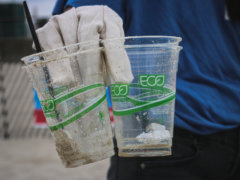 person holding two clear plastic disposable cups