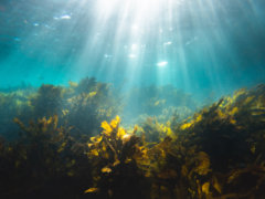 brown coral reef under blue sky