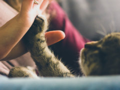 tabby cat touching person's palm