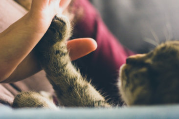 tabby cat touching person's palm