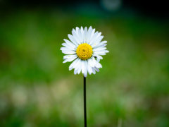 white daisy in tilt shift lens