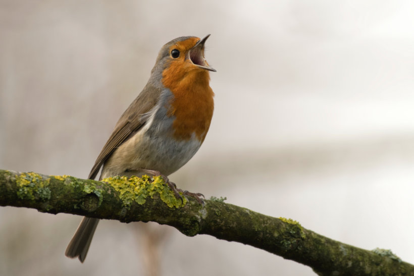 bird singing on tree