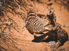 an animal that is laying down in the dirt