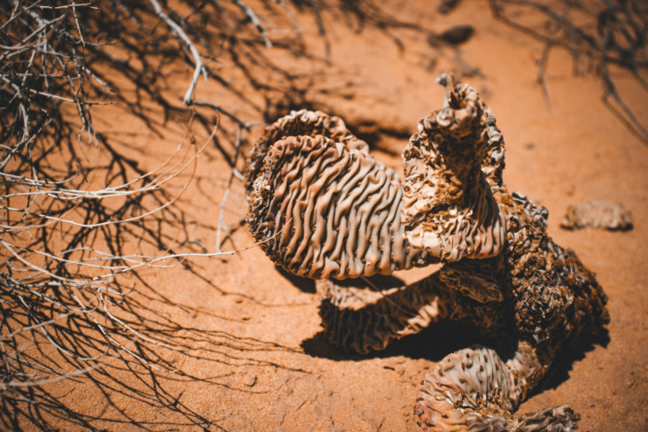 an animal that is laying down in the dirt