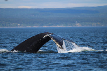 whale tail over the sea during daytime