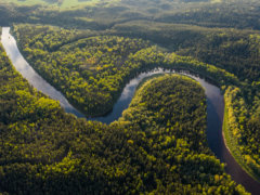 aerial view of green trees and river during daytime