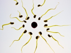 sperm, egg cell, fertilization