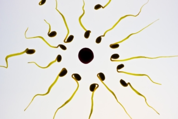 sperm, egg cell, fertilization