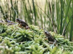 Certaines espèces pour­raient être mieux adap­tées que pré­vu au réchauf­fe­ment cli­ma­tique – mai 2024